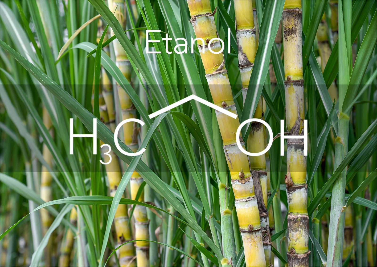 Etanol